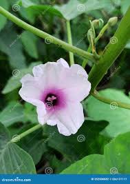 Image result for Ipomoea sinensis