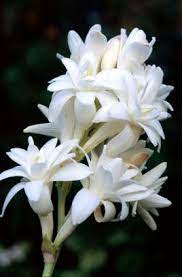 Pin On Plant Wish List