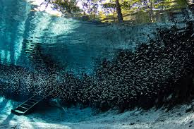 Ginnie springs outdoors is privately owned and has been in business since 1976. Ginnie Springs Outdoors Llc