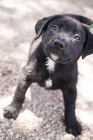 Black And White Cattle Dog Lab Mix Pin Em Labrador Mix