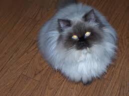 Birman Ragdoll Mix Kittens For Sale Himalayan Persian Mixed Breed Love Some Cats Love For Life Himalayan Cat Teacup Persian Cats Himalayan Kitten
