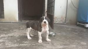 The bully kutta is a dog breed that originates from the erstwhile punjab region and it is a native of india and pakistan.it's an extremely aggressive mastiff dog. Bully Kutta Puppy Herunterladen