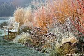 Les Belles Surprises De L Hiver Au Jardin En 6 Plantes Jardin D Hiver Les Plus Beaux Jardins Jardins