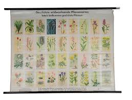 Vintage Poster Botanical Rollable Wall Chart Protected Plant