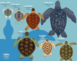 what is the largest sea turtle a sea turtle size comparison