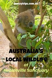 Healesville Sanctuary Snazzy Trips Travel Blog Oceania Destinations Australian Wildlife Australia