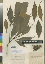 Image result for Vitellariopsis