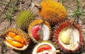Sầu riêng được mệnh danh là vua của loại trái cây. Sáº§u Rieng Ruá»™t Ä'á» Vá» Viá»‡t Nam Ä'á»™i Gia 17 Láº§n Trai Cay DÅ©ng Máº­p