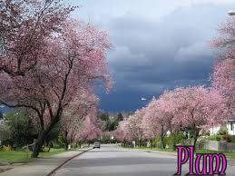 Other popular types of trees give you magnolia trees belong to the flowering plant family magnoliaceae. Plum Trees Vs Cherry Trees How To Tell Vancouver Cherry Blossom Festival Vancouver Cherry Blossom Festival