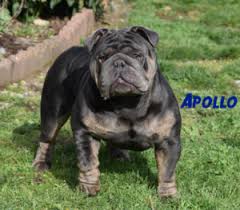 Will come utd on shots/deworming and vet checked before leaving. Blue Olde English Bulldogge Puppies For Sale