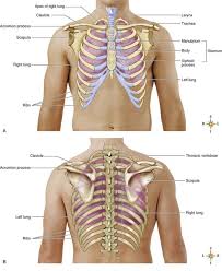 Of all 24 ribs, the Pulmonary Anatomy And Physiology Nurse Key