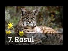 Cel mai rapid animal terestru din lume, ghepardul, se îndreaptă spre dispariţie, potrivit unui nou studiu care arată o scădere dramatică a numărului acestor elegante animale. Top 10 Animale Pe Cale De Disparitie Din Romania Youtube