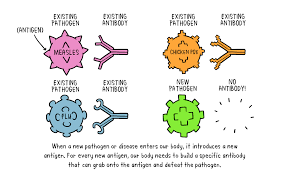 In clinical trials, the pfizer vaccine was found to be 95 per cent effective at reducing disease. How Do Vaccines Work