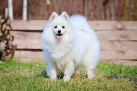 japanese spitz small dog with a big personality animalsbay yaponskij shpic shenki zhivotnye