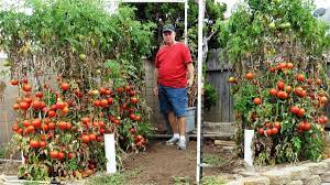 We did not find results for: Want A Bumper Crop Of Tomatoes Listen To This Guy Los Angeles Times