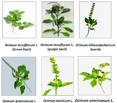 Image result for Ocimum americanum