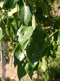 Image result for Strychnos mellodora