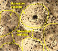 The following points highlight the ten main varieties of connective tissues of human body. Pearson Anatomy Of Compact Bone Microscopic Vtwctr