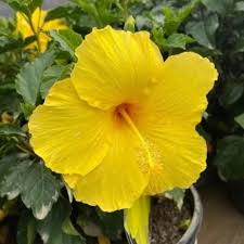 Image result for Hibiscus panduriformis