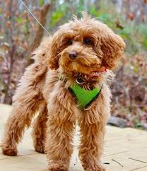 ((( ask about our hagerstown md or strasburg va delivery option ))). Spingview Mini Goldendoodles
