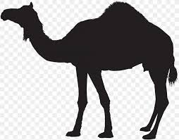 These and other pictures are absolutely free, so you can use them for any purpose small,white,black,outline,simple,easy,camel. Dromedary Bactrian Camel Silhouette Clip Art Png 8000x6279px Dromedary Arabian Camel Bactrian Camel Black And White