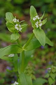 Image result for Valerianaceae