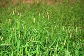 Image result for Setaria pumila