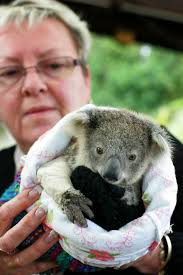Mark Wilson has penned a poem about saving Port Stephens koalas