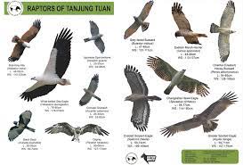 Jenis bunga tropika oren ini berkembang di sepanjang tebing sungai di semenanjung malaysia. Jenis Jenis Helang Di Malaysia Penunggu Gua Falconry Facebook