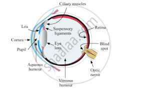 Human muscle system, the muscles of the human body that work the skeletal system, that are under voluntary control, and that are concerned with major muscle groups diagram. Draw A Simple Diagram Of The Human Eye And Label Clearly The Cornea Iris Pupil Ciliary Muscles Eye Lens Retina Optic Nerve And Blind Spot Science Shaalaa Com