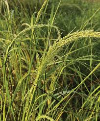 Image result for Eragrostis tef