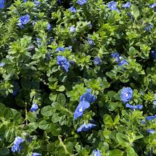 Image result for Evolvulus