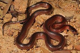 Black Striped Snake Cryptophis Nigrostriata Snake Reptiles Lizard