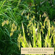 Image result for Clutia angustifolia