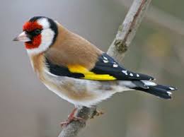 Oiseaux Recherche Google Oiseaux Des Jardins Oiseaux Petits Oiseaux