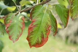 Sick leaves of an apple tree. Brown Spots On Green Apple Leaves In The Orchard Apple Tree Stock Photo Picture And Royalty Free Image Image 116706867