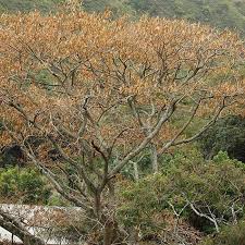 Image result for Brackenridgea zanguebarica