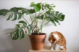 Maybe you would like to learn more about one of these? 4 Boutiques En Ligne Pour Trouver Des Plantes Rares Vert Bobo