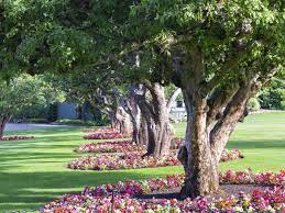 Planting a tree isn't hard. Planting Under An Oak Tree What Can You Plant Under Oak Trees