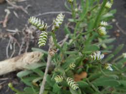 Image result for Plumbago ituriensis
