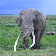 Long protruding tooth often found in pairs. Curious Kids Why Do Elephants Have Tusks