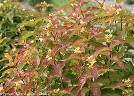 Dwarf shrub stock photos and images (976). Kodiak Orange Diervilla X Proven Winners