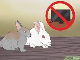How To Catch A Pet Rabbit With Pictures Wikihow