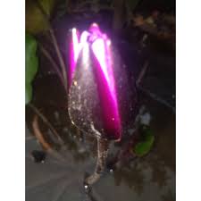 Check spelling or type a new query. Bibit Teratai Hitam Bunga Kecil Shopee Indonesia