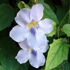 Image result for Thunbergia dregeana