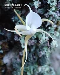 Image result for Angraecum conchiferum