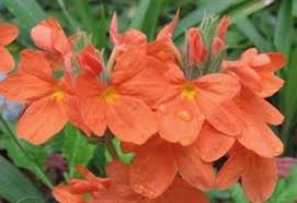 Image result for Crossandra mucronata
