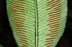 Image result for Marattiaceae