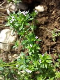 Image result for Sherardia arvensis