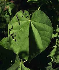Image result for Abutilon angulatum